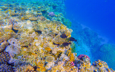 Fototapeta na wymiar coral reef in egypt for banner background
