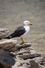 seagull on the rocks