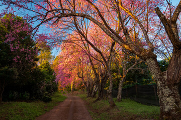 Obraz premium Beautiful landscape of Pink cherry blossoms tree garden in the morning on Doi Khun Wang, Chiang Mai, Thailan