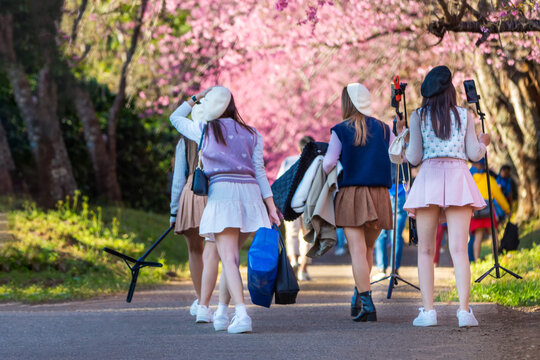 Tourists walk to admire cherry blossoms blooming in the morning in northern Thailand. Place name Khun Wang, Chiang Mai Province