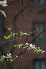 Bird on a Branch.