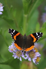 Butterfly on Flower.