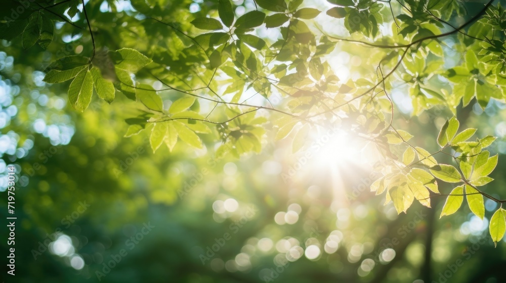 Poster closeup of a ray of sunshine filtering through the treetops, serving as a source of light and positi