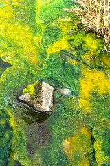 Moss and algae in fresh water stream.