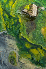 Moss and algae in fresh water stream.