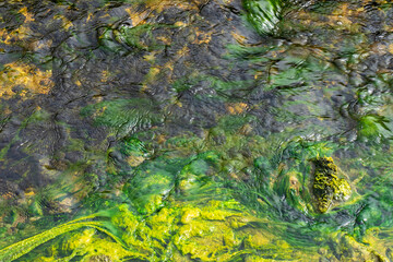 Moss and algae in fresh water stream.