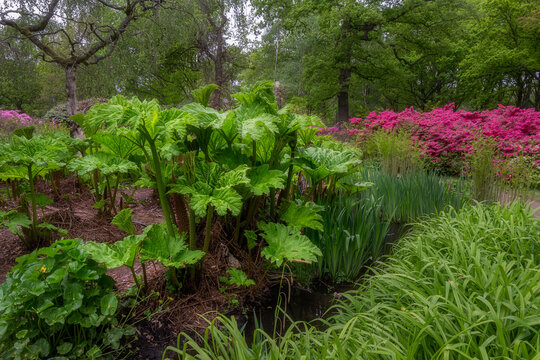 Giant-leaved gunnera or giant rhubarb in spring with azaleas in the backgroound