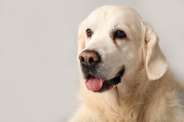 Adorable golden retriever on grey background, closeup