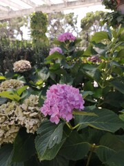 pink flowers in the garden