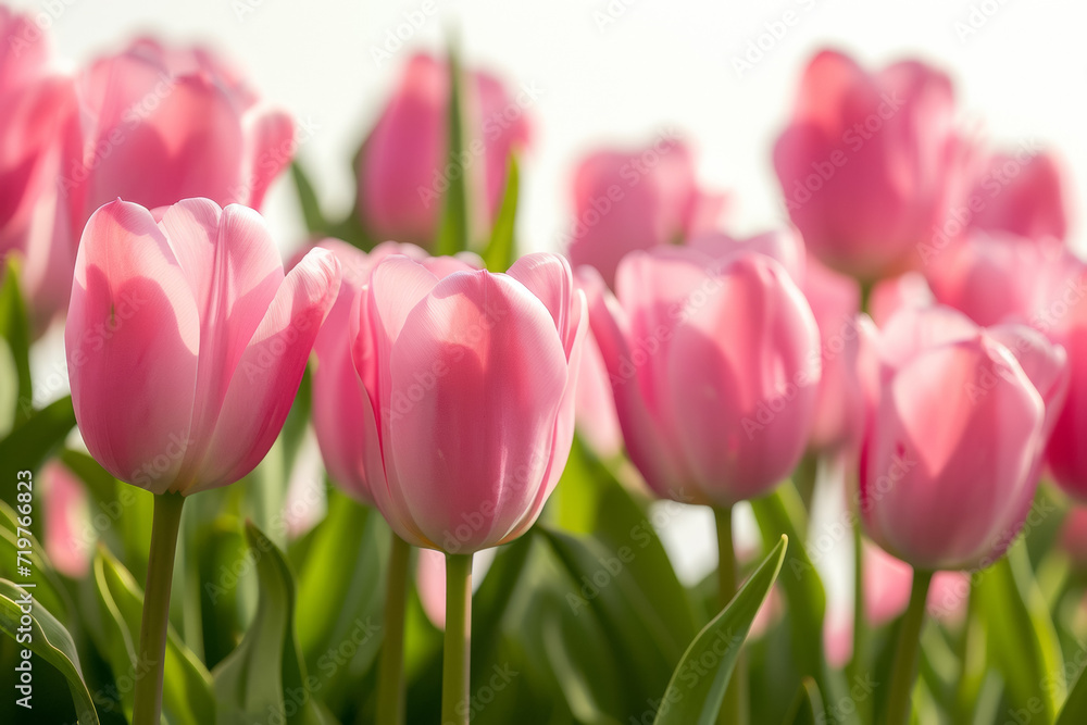 Poster spring tulips on white. backdrop with selective focus and copy space