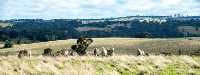 Australian country landscape showing sheep grazing in a grassy field and distant hills. Rural...