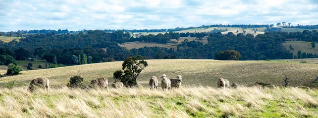 Fototapeten Australian country landscape showing sheep grazing in a grassy field and distant hills. Rural scene. No people. © megphotos