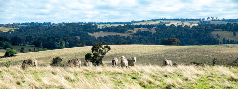 Australian country landscape showing sheep grazing in a grassy field and distant hills. Rural scene. No people.