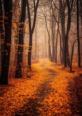 autumn leaves orange tranquility grace landscape zen harmony calmness unity harmony photography