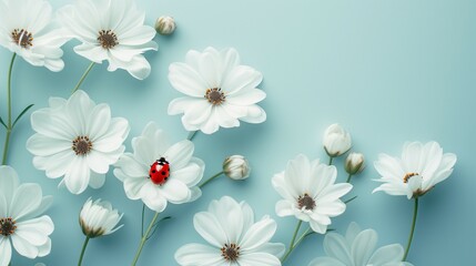 White flowers with a ladybug on blue background. Spring awakening concept.