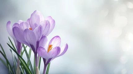 Poster Blooming purple crocus flowers on a spring day. Spring awakening concept. © Coralstar