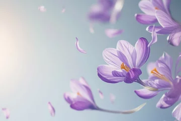 Fotobehang Blooming purple crocus flowers on a sunny spring day. Spring awakening concept. © Coralstar