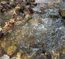Wild water in a forest creek