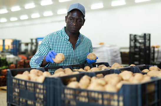 African-american man factory worker sorting fresh potatoes in vegetable warehouse.