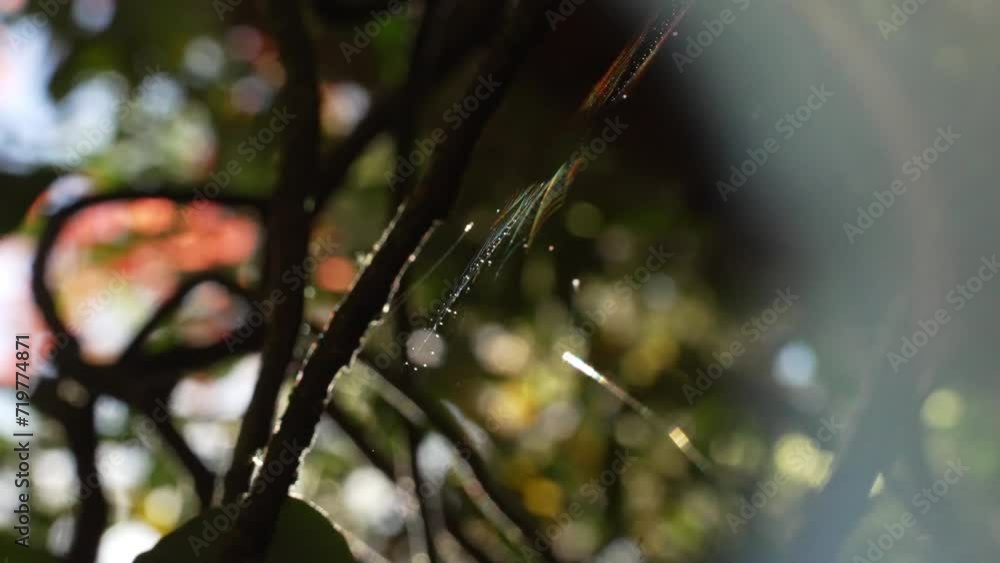 Poster close up of a rainbow spiderweb in the wild on a tree in the forest with raindrops