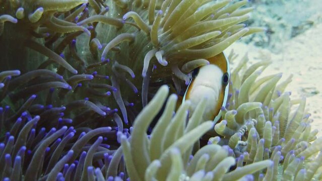 Cute Nemo clownfish hiding in sea Anemone, closeup