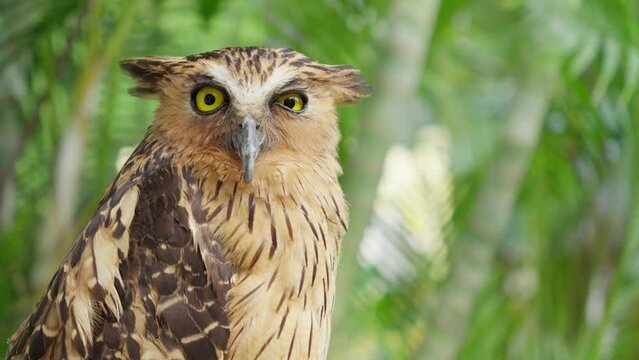 Buffy fish owl or Ketupa ketupu perched in tropical palm forest looks out with yellow eyes