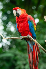 colorful scarlet macaw bird