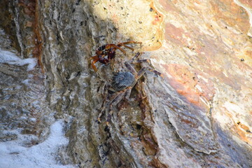 Crabs on rocks