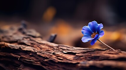 lonely blue flower forest peaceful landscape freedom scene beautiful nature wallpaper screen