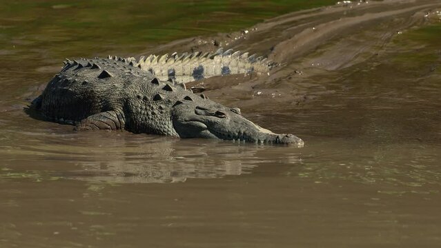 A crocodile in Costa Rica 