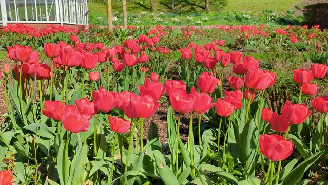 red tulips blow in the wind