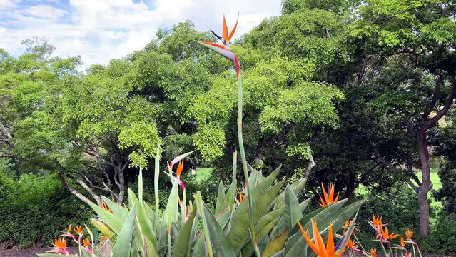 Strelitzia orange flower bird like head sticking out in the garden among the big green trees