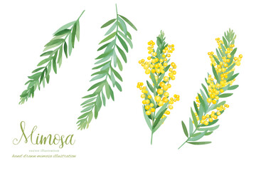 水彩手書きのアカシアブルーブッシュのナチュラル素材