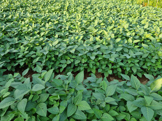 A view of the soybean field on a summer day.