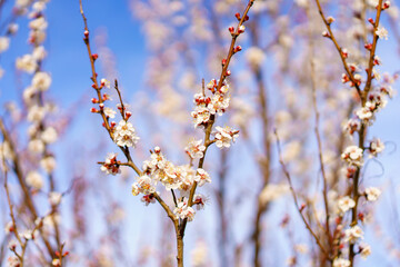 Flowers and flowering trees in early spring. Spring background with copy space