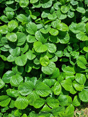 
Close up of strawberry leaf.