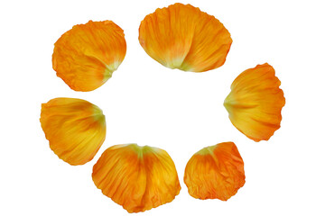 Beautiful vivid yellow petals of poppy flower.
colorful petals png for design elements. 