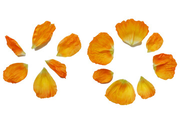 Naklejka premium Beautiful vivid yellow petals of poppy flower. colorful petals png for design elements. 