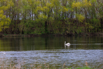 Naklejka na ściany i meble Swans in the river. Background with selective focus and copy space