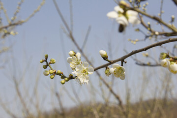 Apricot flower on nature background