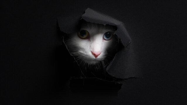 White cat