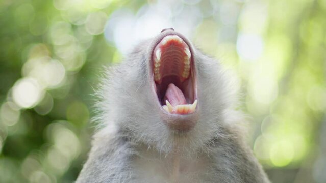 tired balinese monkey showing off its sharp teeth to camera.