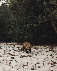 a lone coati on the beach, many living on Campeche Island