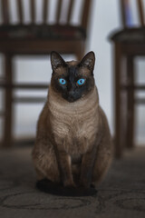 Siamese cat sitting still looking at the camera with its blue eyes