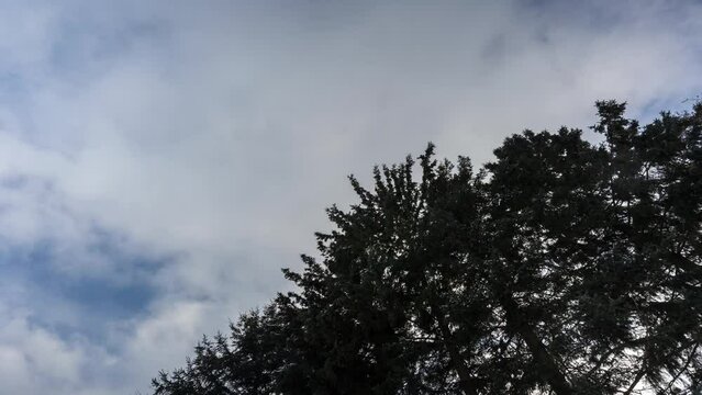 Clouds Moving Over A Cedar Tree, Beautiful Landscape Timelapse