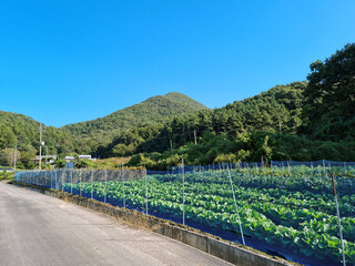 
This is a road next to a cabbage field.