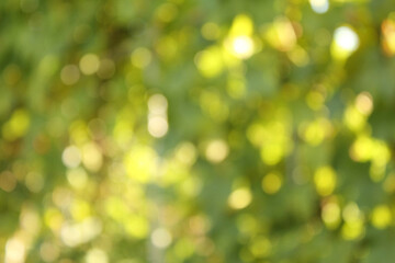 Light shining on tree leaves. Blur Abstract Background. Green leaves Summer Spring Background. Focus Bokeh Background.