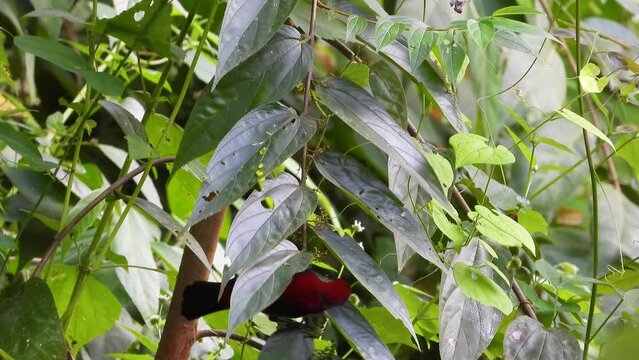 Close view of crimson-backed tanager bird in leafy tree in Colombia