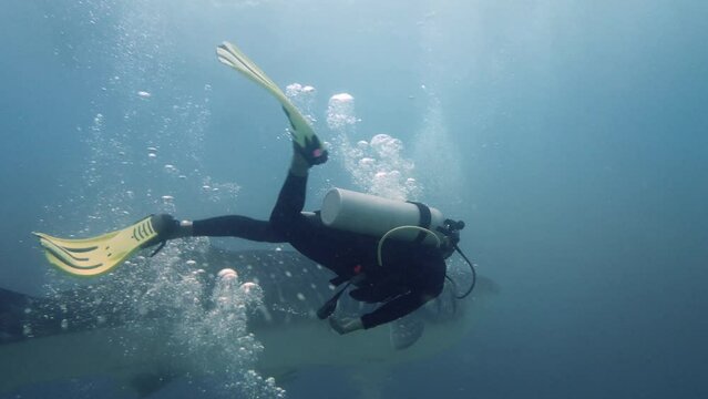 Scuba diver swim next to giant whale shark in clear ocean, tracking shot