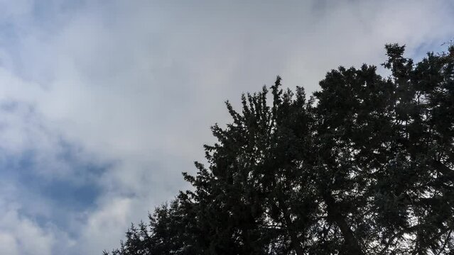 Timelapse Motion Of Clouds Moving Fast Over A Tree